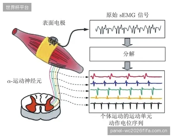 从单点到全局:16通道sEMG传感器同步采集,让分析从孤立肌肉激活深入到整个下肢动力链的协同工作模式 从单点到全局:16通道sEMG传感器同步采集,让分析从孤立肌肉激活深入到整个下肢动力链的协同工作模式